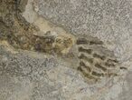 Permian Amphibian (Cheliderpeton) From Germany #51333-2